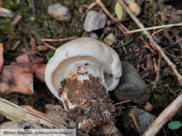 Calocybe gambosa