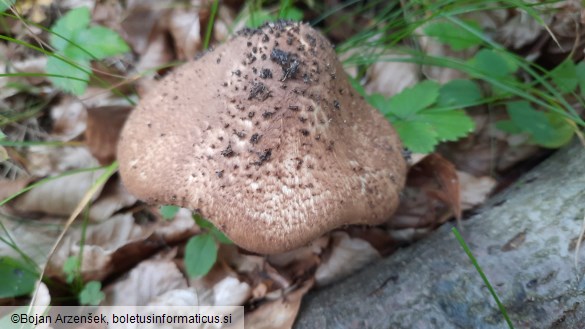 Echinoderma asperum
