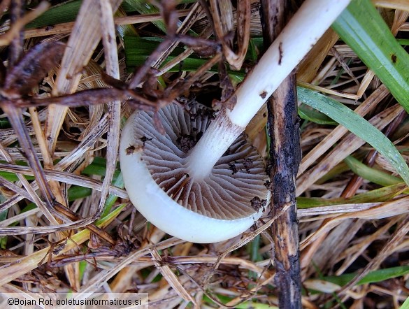 Protostropharia semiglobata