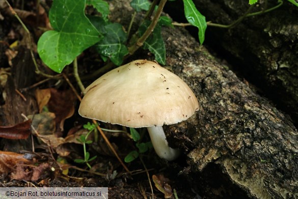 Pluteus petasatus