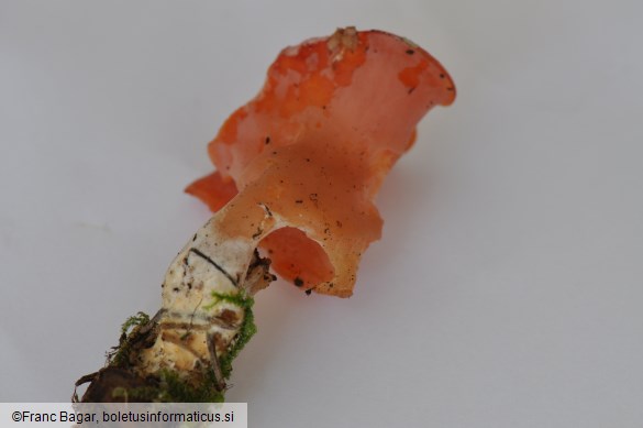Guepinia helvelloides
