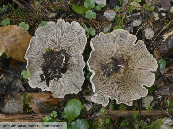 Atractosporocybe inornata