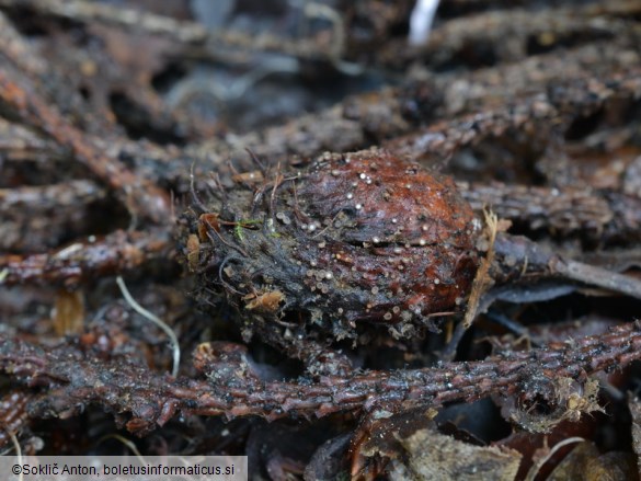 Brunnipila fuscescens