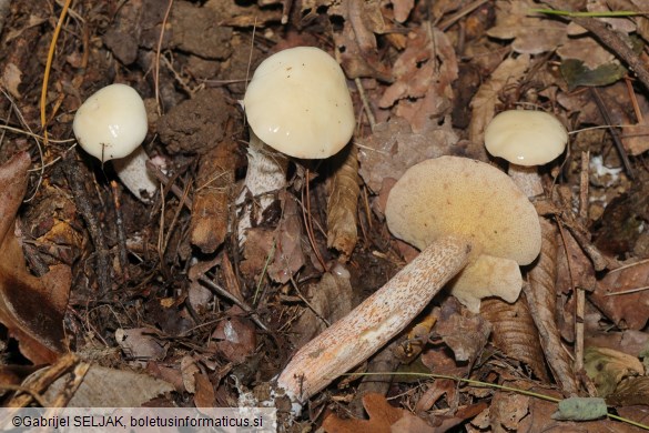Suillus placidus