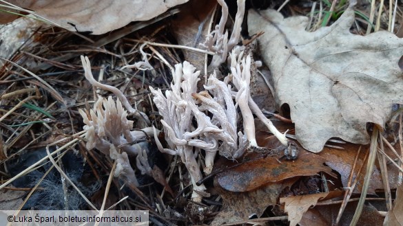 Clavulina cinerea