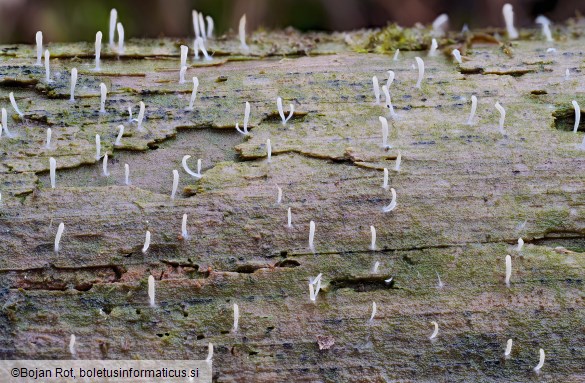 Multiclavula mucida