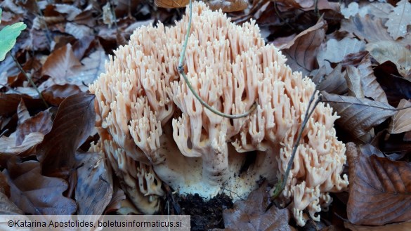 Ramaria formosa