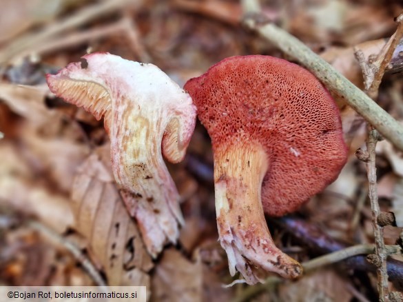 Chalciporus rubinus