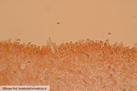 Pholiota lenta