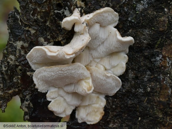 Osteina undosa