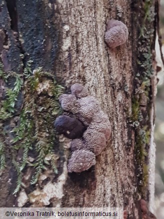 Hypoxylon fuscum