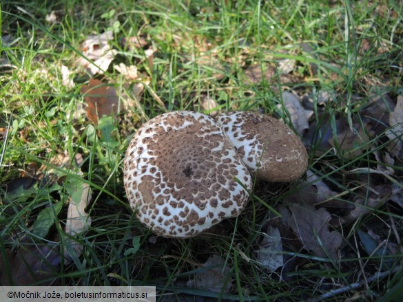 Echinoderma asperum
