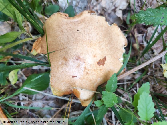 Suillus granulatus