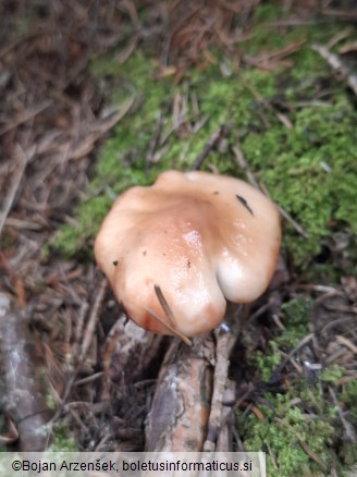 Gomphidius maculatus