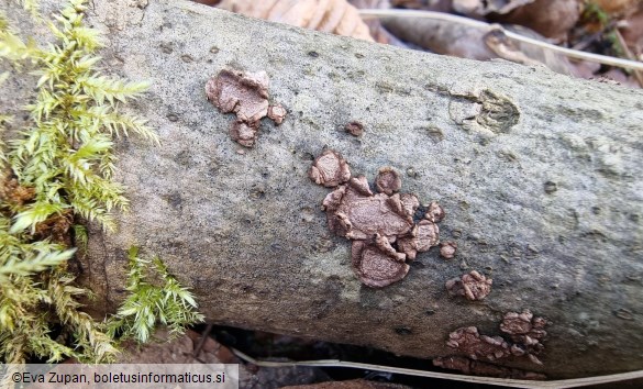 Hypoxylon cercidicola