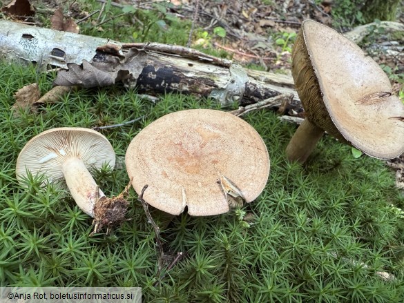 Lactarius quietus