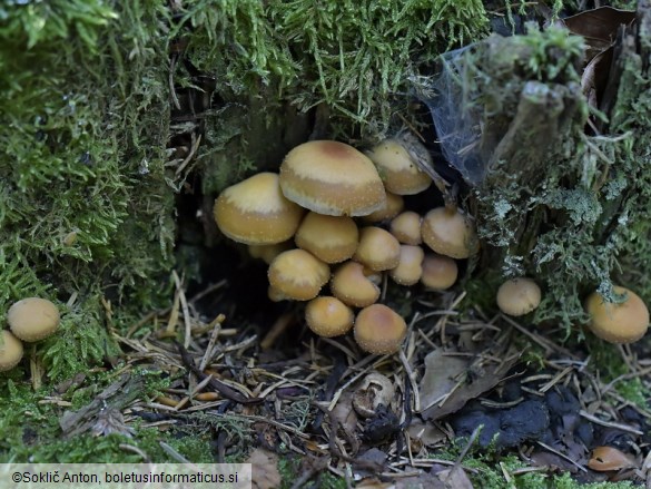 Kuehneromyces mutabilis