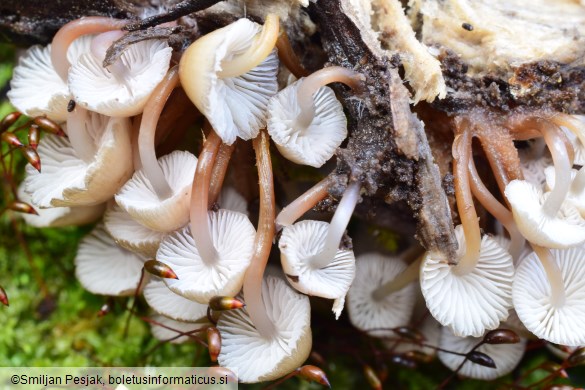 Mycena tintinnabulum