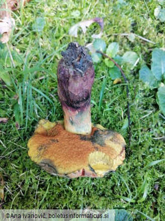 Suillellus queletii