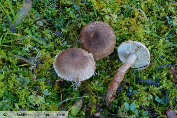 Tricholoma vaccinum