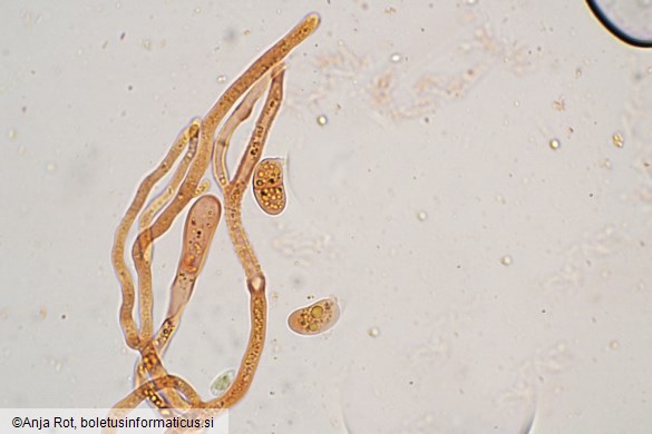 Dacrymyces capitatus