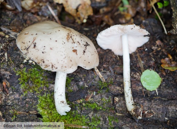 Pluteus petasatus