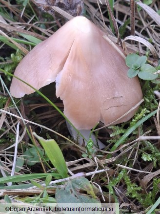 Porpolomopsis calyptriformis