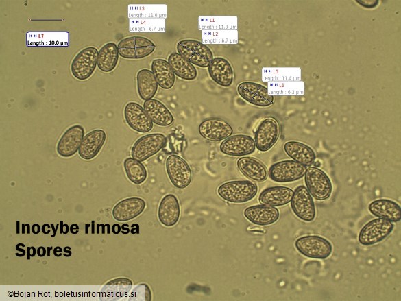 Inocybe rimosa