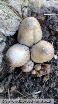 Coprinopsis atramentaria