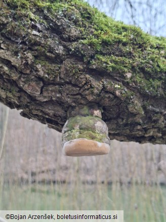 Phellinus igniarius