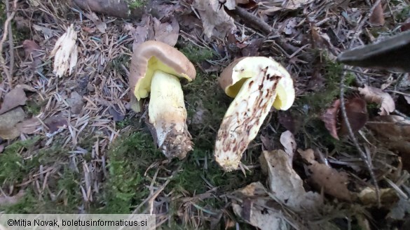 Butyriboletus appendiculatus