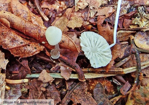 Mycena stylobates