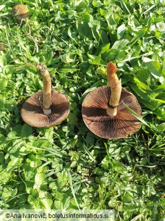 Lacrymaria lacrymabunda