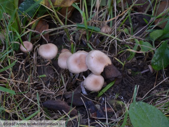 Gymnopus impudicus