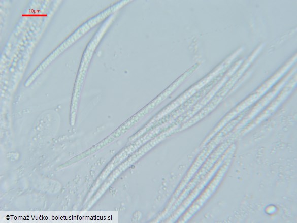Sillia ferruginea