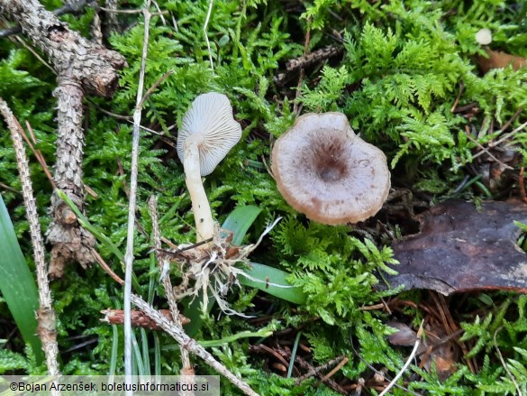 Rhizocybe pruinosa