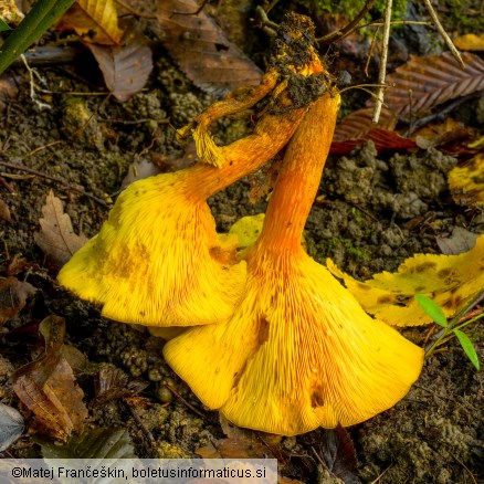 Omphalotus olearius