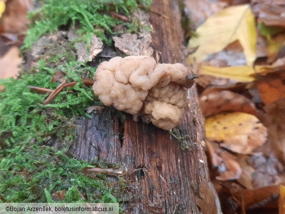 Tremella steidleri