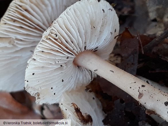 Rhodocollybia butyracea