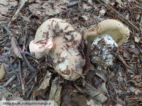 Leucopaxillus tricolor