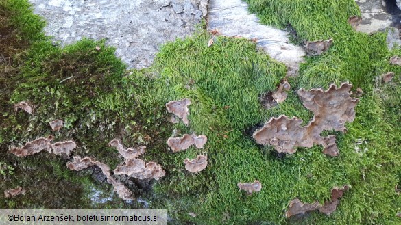 Stereum rugosum