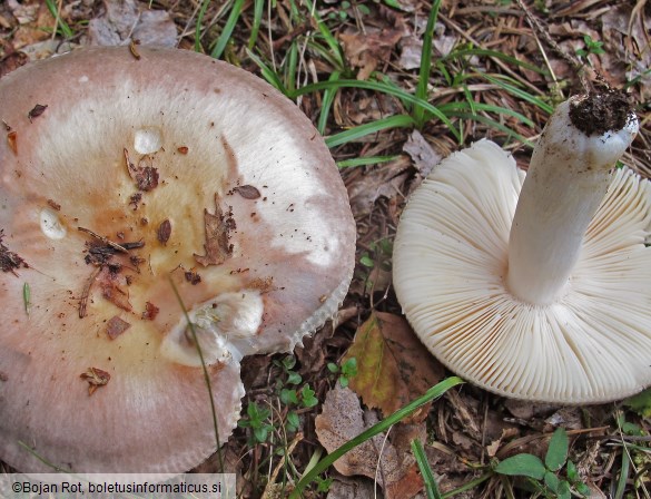 Russula medullata