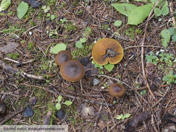 Cortinarius croceus