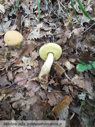 Leccinellum crocipodium