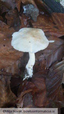 Tricholoma lascivum