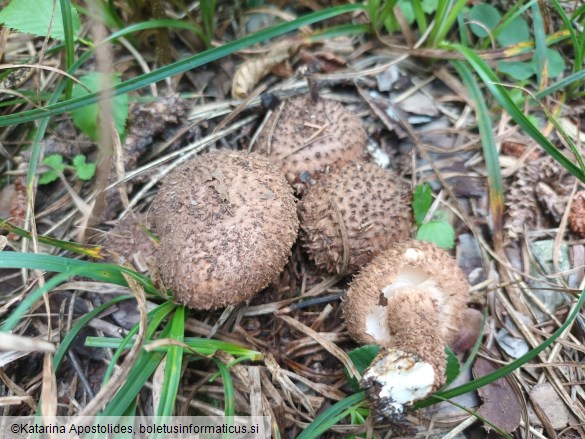 Echinoderma calcicola