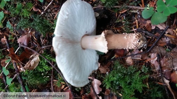 Echinoderma asperum