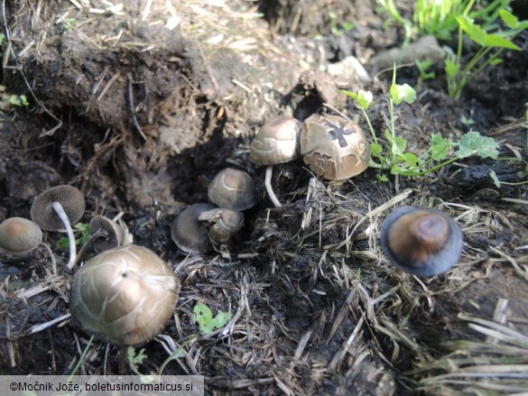 Panaeolus fimicola