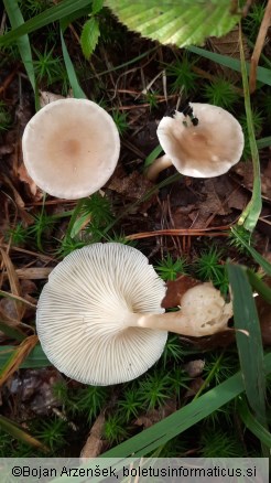 Ampulloclitocybe clavipes