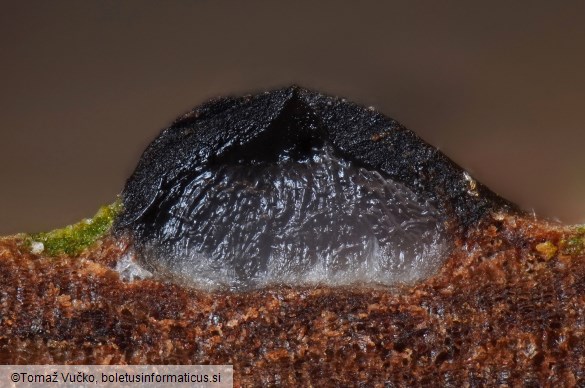 Acrocordia gemmata